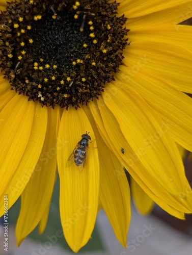 Closeup of a hoverfly investigating the bright vibrant yellow petals of a sunflower. 