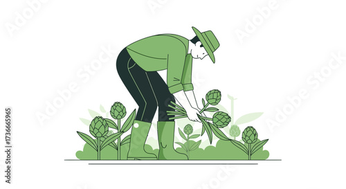 Farmer Harvesting Artichokes In Field With Agricultural and Horticultural Techniques