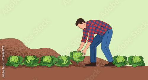 Farmer Harvesting Cabbages in Garden Planting Crops, Agricultural Farming and Gardening Scene