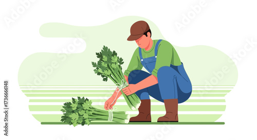 Farmer Harvesting Fresh Green Celery Bunches Preparing Harvest in The Field