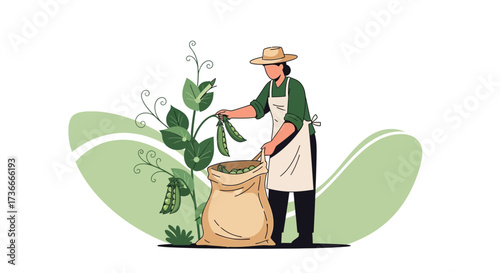 Farmer harvesting fresh peas from the plant and putting them into a sack of harvest