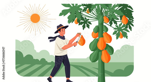 Farmer Harvests Papaya from the Tropical Tree in a Bright Sunrise Illustrated Scene