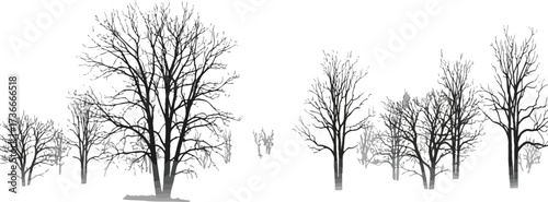Eerie forest landscape with bare trees in dense fog creating a haunting atmosphere