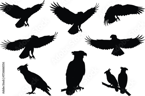 Eagle silhouette set, raptor bird vector, perched and flying poses, wildlife illustration, predator clipart nature design