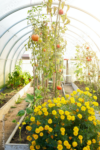Tomato plants growing both ripe and unripe organic tomatoes in a sunny greenhouse. Copy space, healthy and tasty food, illustrating sustainable farming practices.