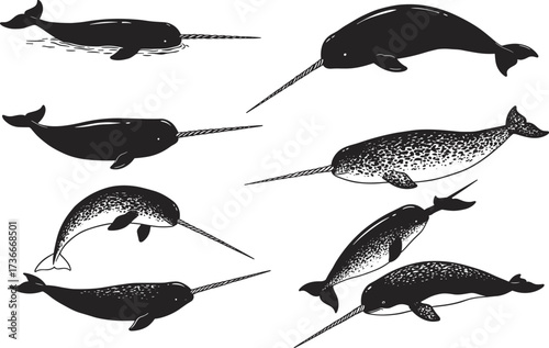 Narwhal illustration set, Arctic whale vector, marine animal design, tusked ocean mammal, unique sea clipart graphic