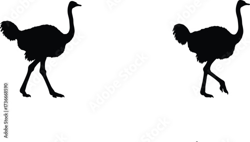 Ostrich silhouette set, flightless bird vector, African wildlife illustration, tall bird poses, unique nature clipart design