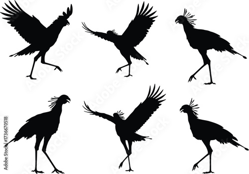Secretary bird silhouette set, raptor vector illustration, African wildlife poses, hunting bird design, unique nature clipart