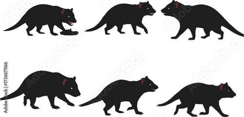 Tasmanian devil silhouette set, Australian wildlife vector, carnivorous mammal illustration, animal poses, unique nature clipart