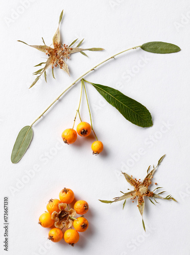 Abstract arrangement with autumn crops and leaves