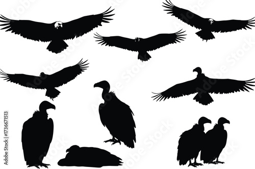 Vulture silhouette set, scavenger bird vector, perched and flying raptor poses,