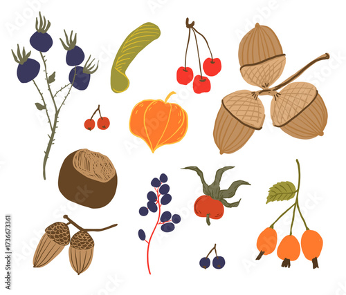 Set of hand drawn autumn treasures. Collection of autumn forest branches, acorns, berries, acer and chestnut isolated on white background. Set of fall botanical elements. Vector clipart.