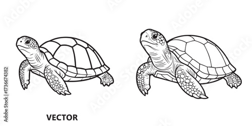 Black and White Vector Line Art Illustration of Two Marine Turtles