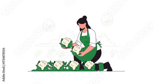 Harvesting Cauliflower in Digital Illustration, Agriculture and Farming Scene, Fresh Vegetables