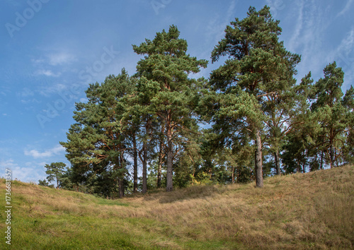 Pine trees on a grassy hillside under blue sky