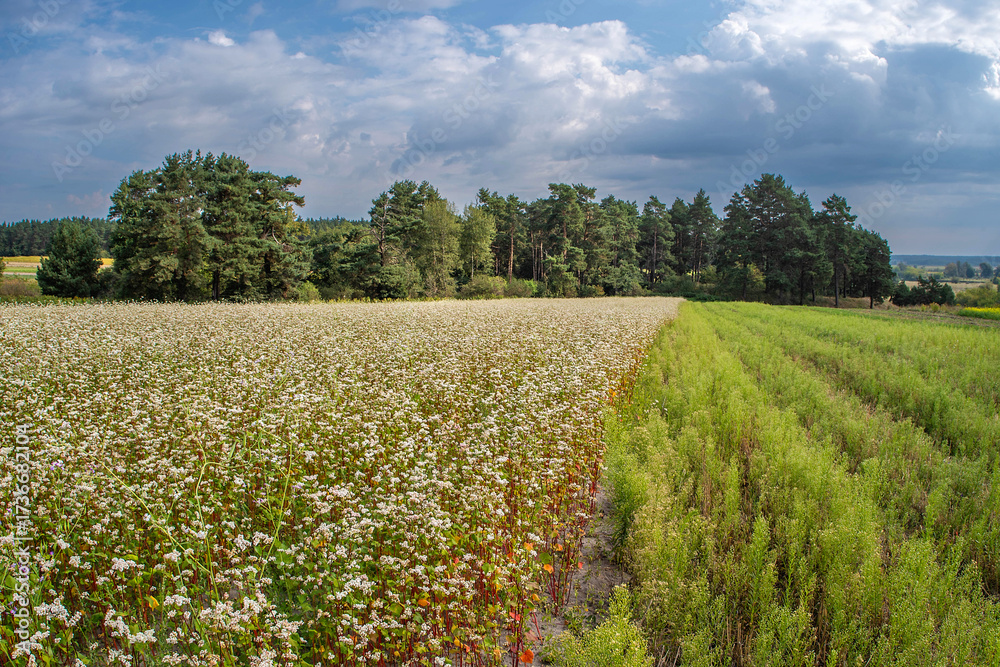 Fototapeta premium Scenic buckwheat field with forest in background