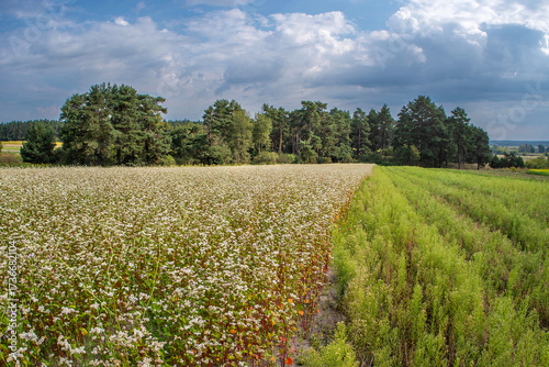 Scenic buckwheat field with forest in background