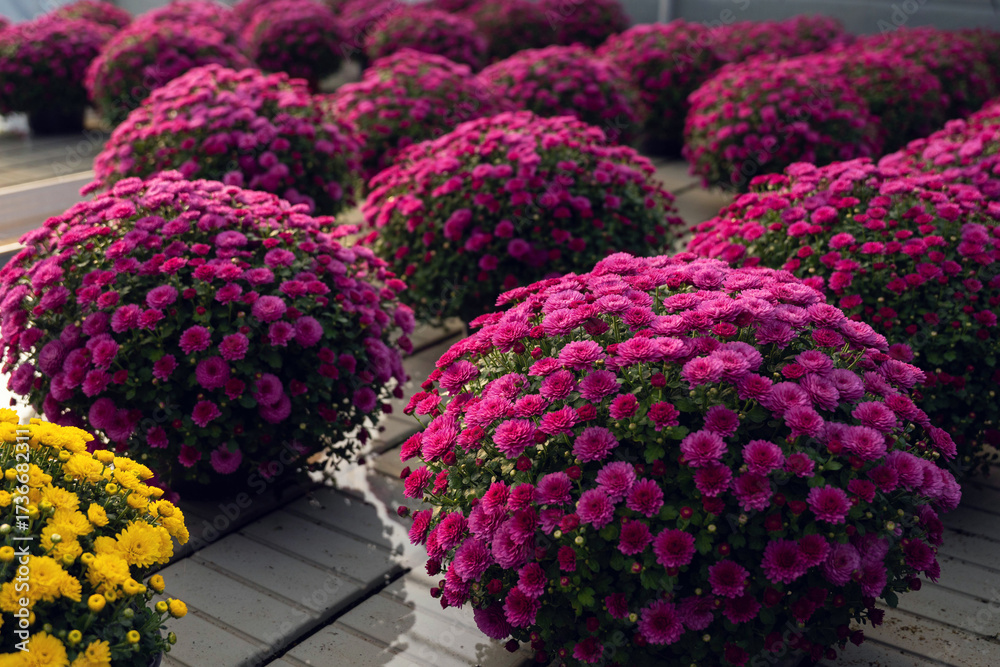 Naklejka premium Chrysanthemum flowers in greenhouse with blooming pink, yellow and white blossoms arranged in rows for gardening and seasonal decoration