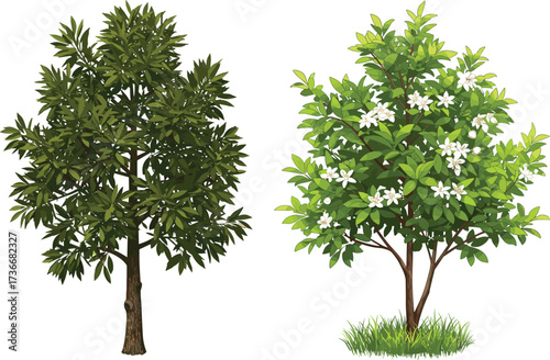 Tree comparison foliage, flowering tree, botanical contrast, green leaves, white blossoms, trunk structure, landscape vegetation, nature study, ecosystem diversity, plant types