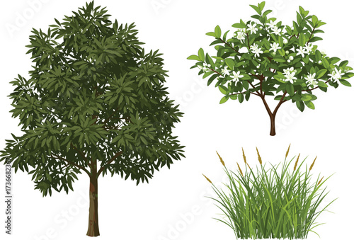 Tree shrub grass, botanical diversity, plant structure, green foliage, flowering bush, seed head grass, nature study, ecosystem illustration, landscape vegetation
