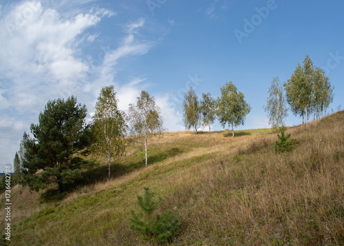 Trees on a hillside meadow