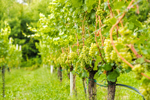 Vineyard with lush green grapes in a scenic plantation