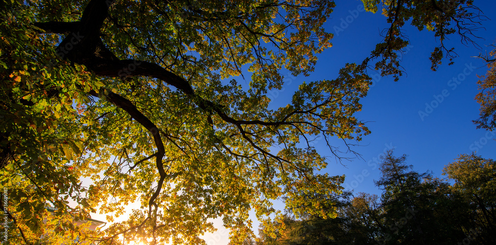 Fototapeta premium Tree with leaves is in the foreground and the sky is blue