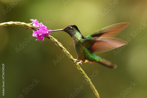 Wallpaper Mural Magnificent hummingbird feeding on pink flower Torontodigital.ca