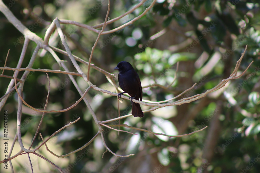 Fototapeta premium Blue-black Grassquit