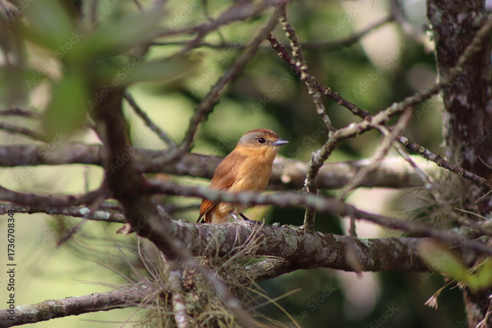 Obraz premium Chestnut-crowned Becard