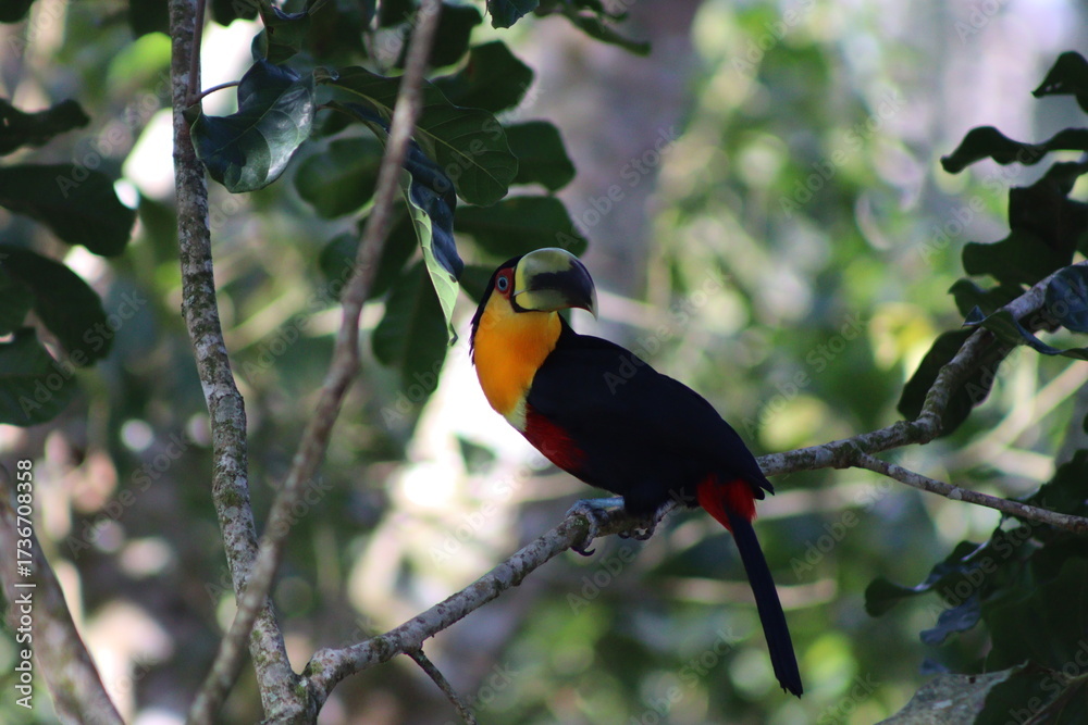 Fototapeta premium Red Breasted Toucan