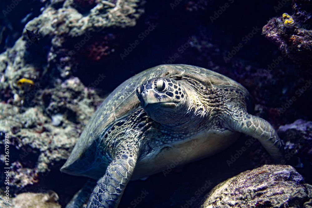 Fototapeta premium A green sea turtle resting on a reef in Bunaken Marine National Park, North Sulawesi, Indonesia