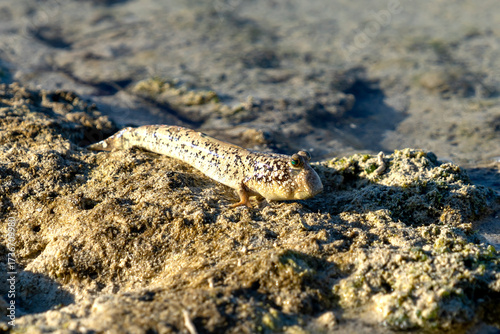 A mudskipper resting on the shore on Maratua Island in the Derawan Achipelago outside Borneo