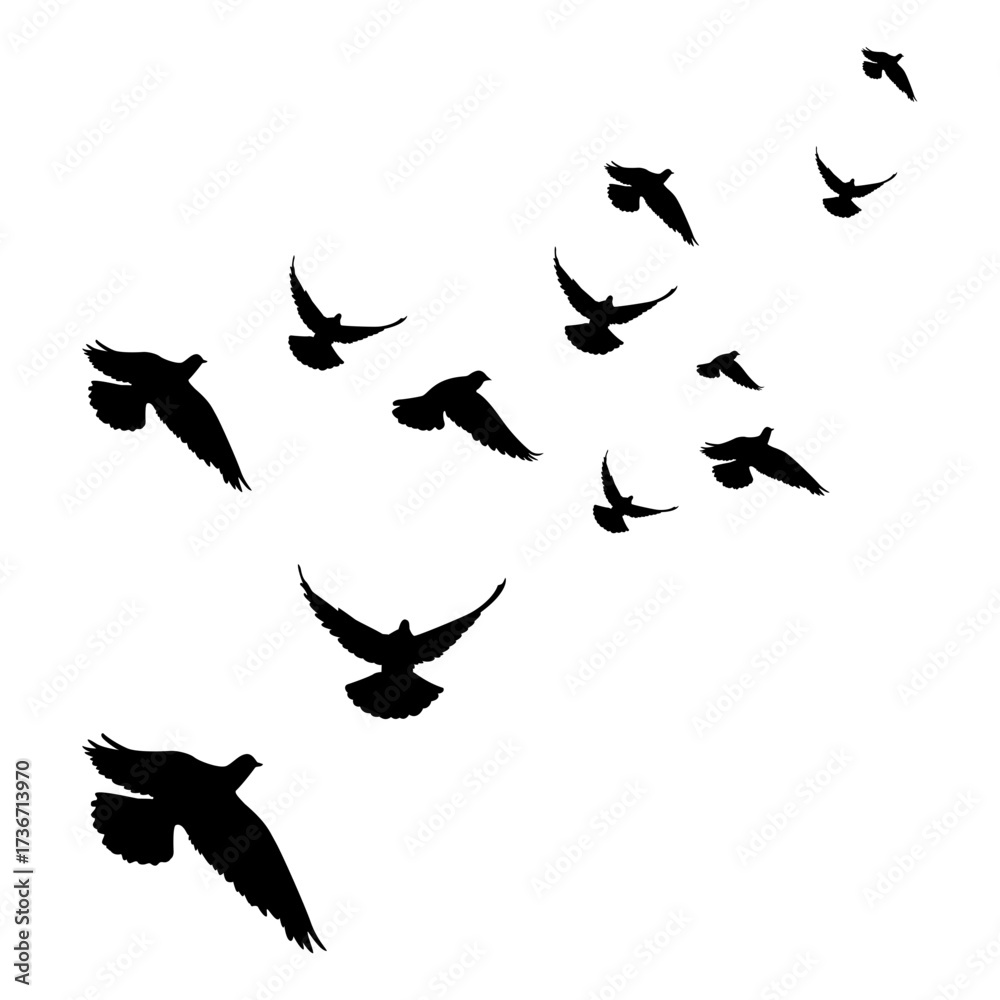 Obraz premium Set of Black Bird Silhouettes for Design