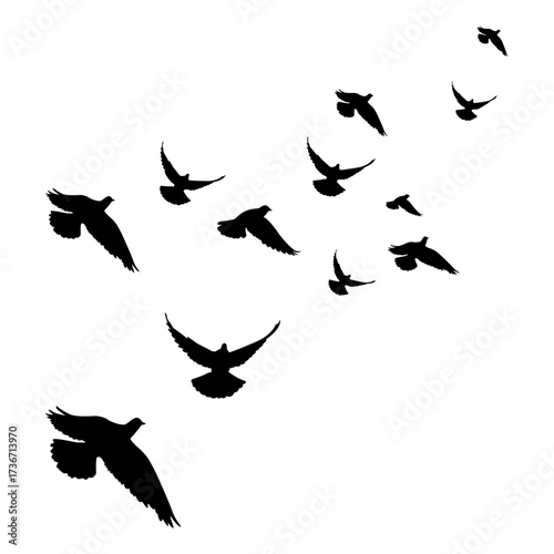 Set of Black Bird Silhouettes for Design