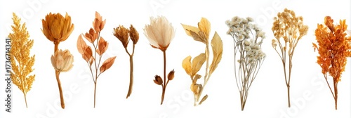 Collection of Dried Wild Flora Isolated on White, Perfect for Herbal Remedies and Natural Medicine