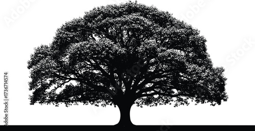 Mature Tree Silhouette Vector – Wide Canopy and Thick Trunk for Nature, Growth, Stability, and Landscape Design Themes