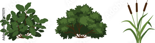 Botanical plants, green leaves, cattail illustration, shrub drawing, nature study, wetland flora, vector art, ecology, foliage, educational design