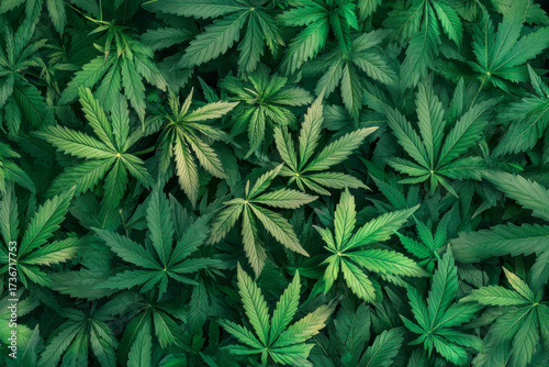 A vibrant patch of cannabis leaves fills the view, showcasing various shades of green under bright sunlight, symbolizing growth and nature