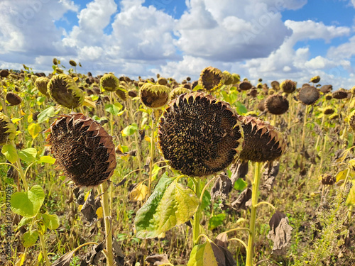 A field of ripe sunflowers against a blue sky in western Ukraine in summer. Taken with a phone camera