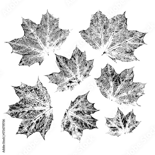 Isolated black stamps of maple leaves on white background. Leaf ink print. Set of plant imprint.