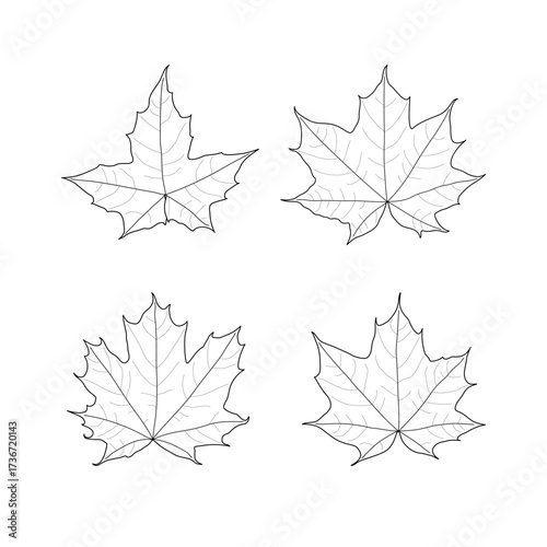 Set of black outline leaves of maple. Isolated black line leaves on white background.