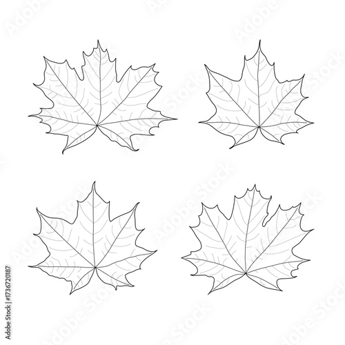 Set of black outline maple leaves. Isolated black line maple leaves on white background.