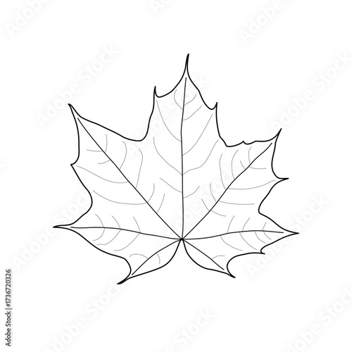 Black outline maple leaf. Isolated black line leaf of maple on white background