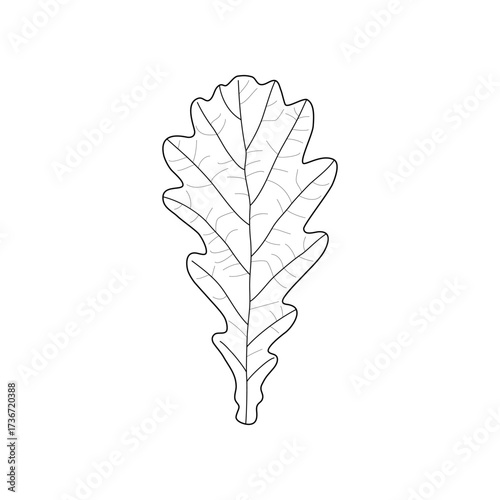 Black outline leaf of oak. Isolated black line leaf of oak on white background.