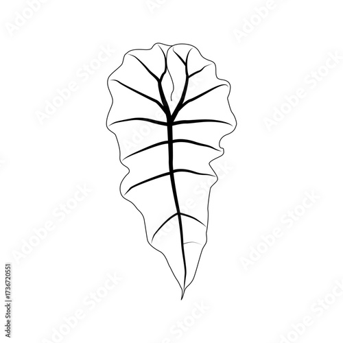 Black outline alocasia polly leaf. Isolated black line exotic leaf of alocasia poly on white background.