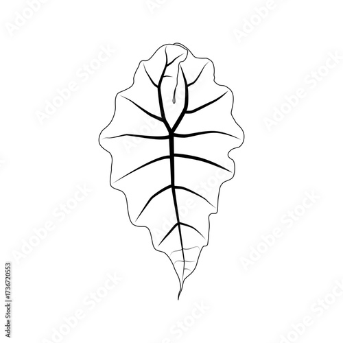 Black outline leaf of alocasia polly. Isolated black line exotic leaf of alocasia poly on white background