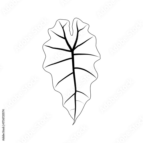 Black outline leaf of alocasia poly. Isolated black line exotic leaf of alocasia polly on white background.