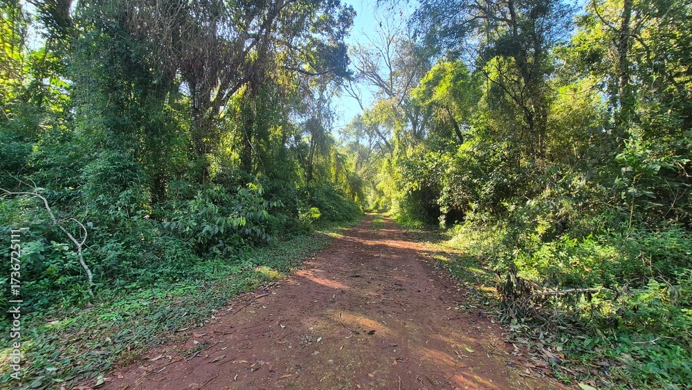 Fototapeta premium Jungle roads and forests in the Amazon jungle of Argentina 