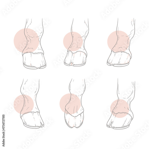 Understanding Equine Hoof Anatomy and Common Conformations Illustrated with Diagrams Highlighting Key Structures and Potential Issues for Horse Owners and Veterinarians